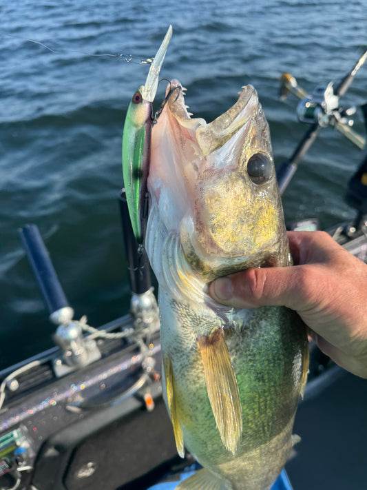 Purple Passion Chrome