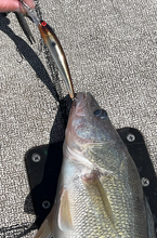 Load image into Gallery viewer, Copper Back Shad
