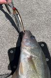 Copper Back Shad