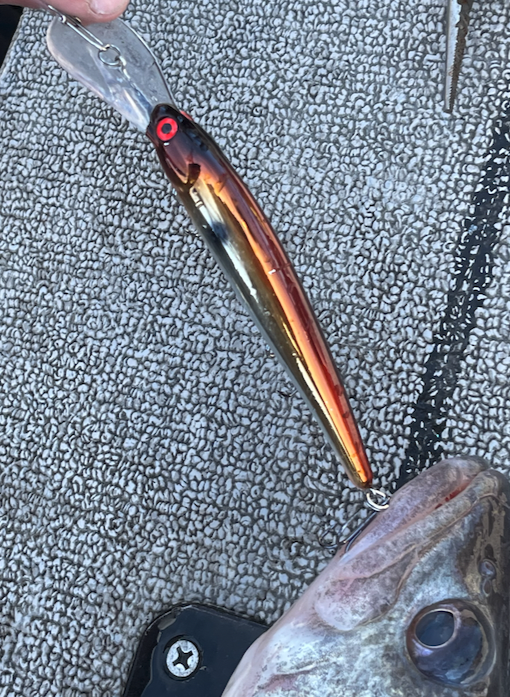Copper Back Shad